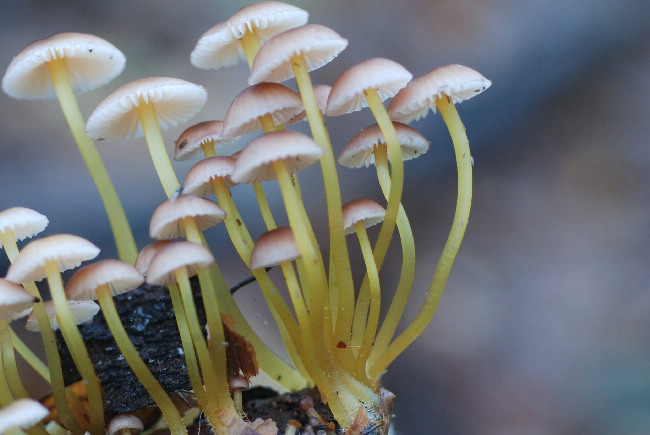 Mycena ? (cfr. M. haematopus)